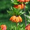 Fritillaria imperialis, habit