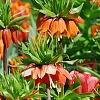 Fritillaria imperialis, habit