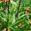 Fritillaria imperialis, habit