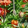Fritillaria imperialis, habit