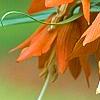 Fritillaria imperialis, flowers