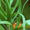 Fritillaria imperialis, flowers