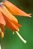 Fritillaria imperialis, flowers