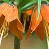 Fritillaria imperialis, flowers