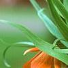 Fritillaria imperialis, flowers