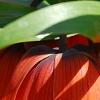 Fritillaria imperialis, flowers