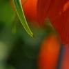 Fritillaria imperialis, flowers