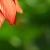 Fritillaria imperialis, flowers