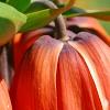 Fritillaria imperialis, flowers