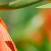Fritillaria imperialis, flowers