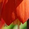 Fritillaria imperialis, flowers