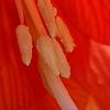 Fritillaria imperialis, flowers