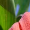 Fritillaria imperialis, flowers