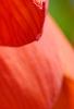 Fritillaria imperialis, flowers