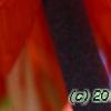 Fritillaria imperialis, flowers