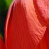 Fritillaria imperialis, flowers