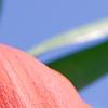 Fritillaria imperialis, flowers
