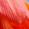 Fritillaria imperialis, flowers