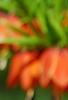 Fritillaria imperialis, flowers