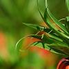 Fritillaria imperialis, flowers