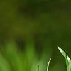 Fritillaria imperialis, flowers
