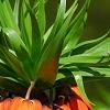 Fritillaria imperialis, flowers