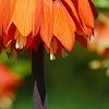 Fritillaria imperialis, flowers