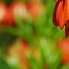 Fritillaria imperialis, flowers