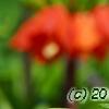 Fritillaria imperialis, flowers
