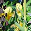 Fritillaria persica, habit