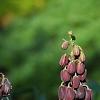 Fritillaria persica, habit
