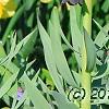 Fritillaria persica, habit