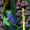 Fritillaria persica, habit