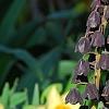 Fritillaria persica, habit