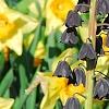 Fritillaria persica, habit