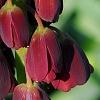 Fritillaria persica, flowers