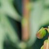 Fritillaria persica, flowers