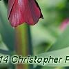 Fritillaria persica, flowers