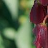 Fritillaria persica, flowers