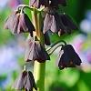 Fritillaria persica, flowers