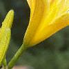 Hemerocallis 'Autumn Minaret', flowers