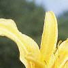Hemerocallis 'Autumn Minaret', flowers