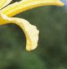 Hemerocallis 'Autumn Minaret', flowers