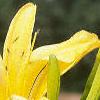 Hemerocallis 'Autumn Minaret', flowers