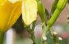 Hemerocallis 'Autumn Minaret', flowers