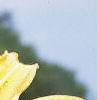 Hemerocallis 'Autumn Minaret', flowers