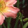 Hemerocallis 'Best of Friends', habit