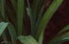 Hemerocallis 'Best of Friends', habit