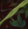 Hemerocallis 'Best of Friends', habit