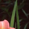 Hemerocallis 'Best of Friends', habit